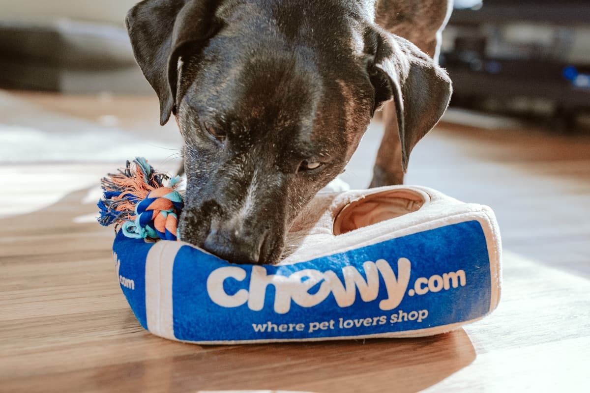 Hoteluri și Pensiuni pentru Animale